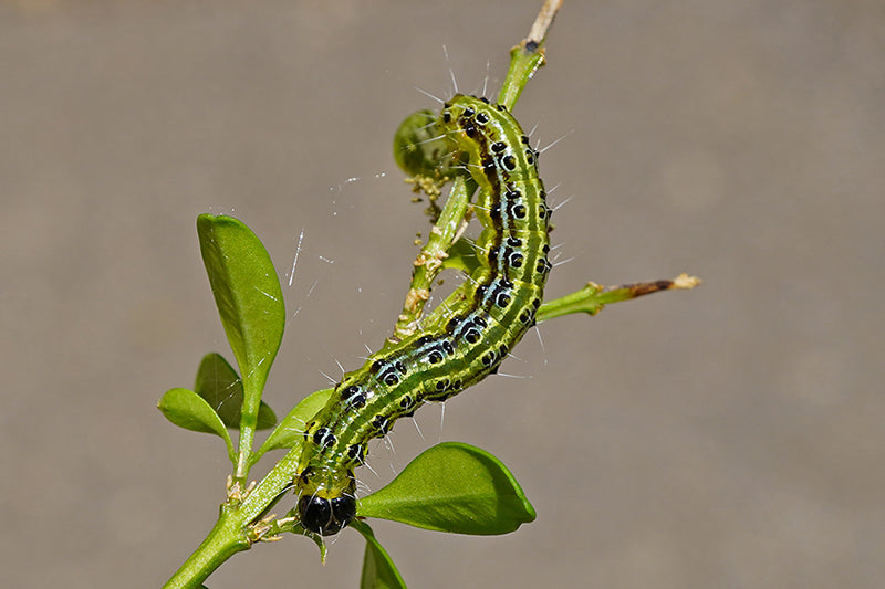 TOPBUXUS Anti Caterpillar US