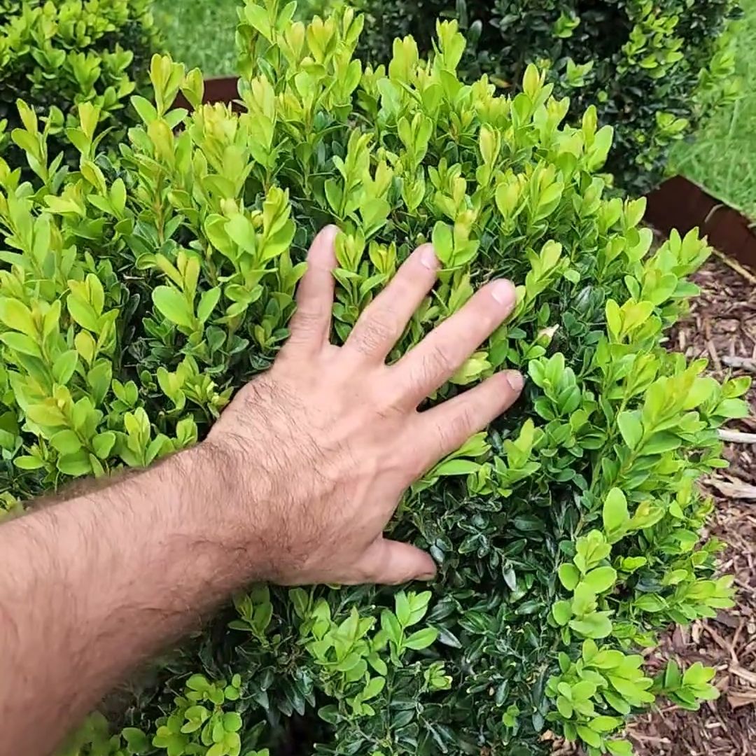 TOPBUXUS BOXWOOD TURBO GROW 1lb