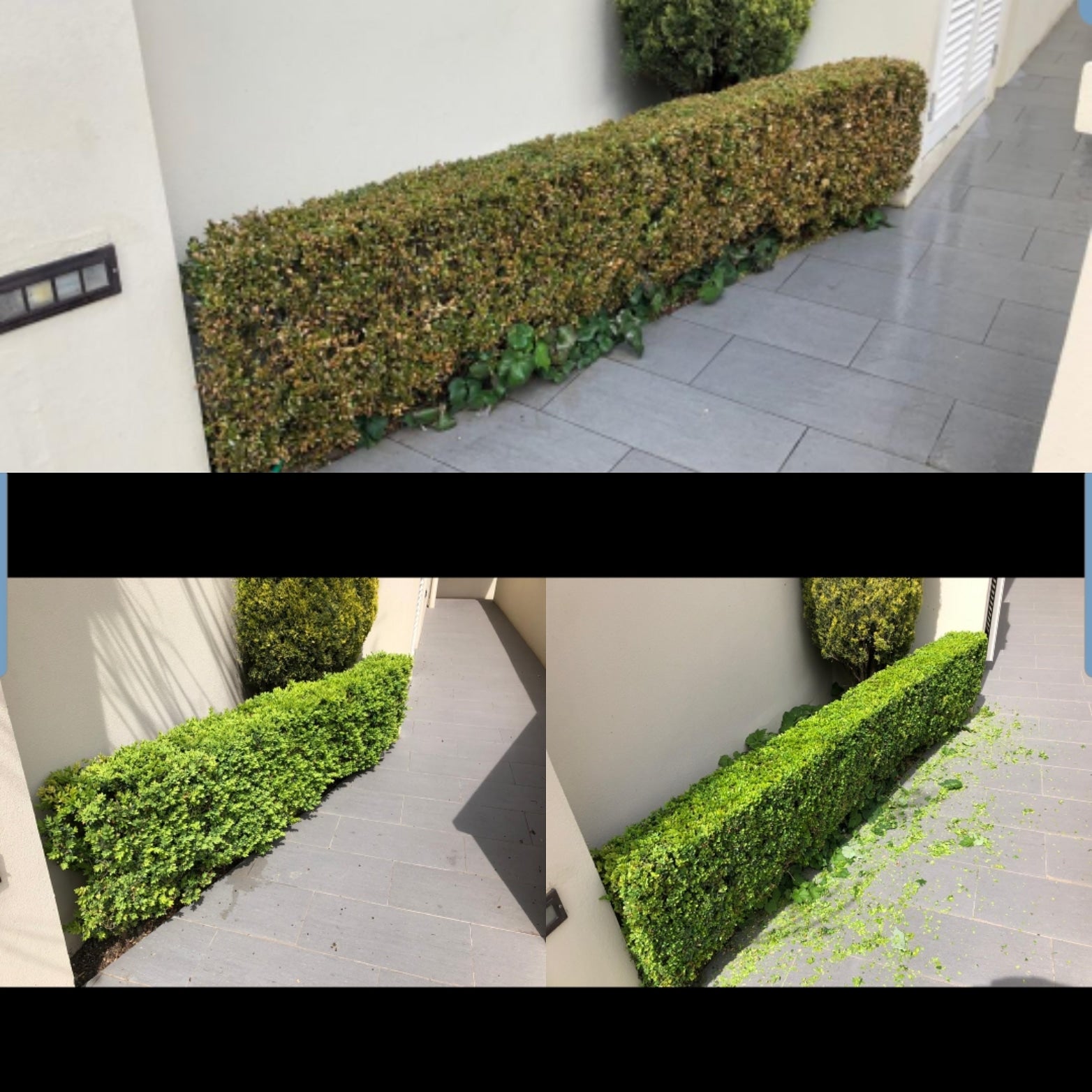 TOPBUXUS RESTORE & PROTECT 10 Applications