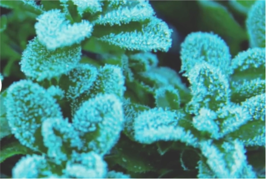 Preparing Your Buxus for Winter: What to Expect & How Our Products Can Help