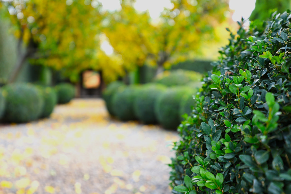 The Secret to Healthier, Greener Boxwood