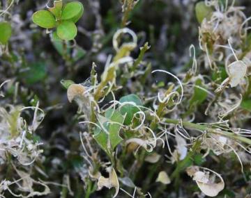 TOPBUXUS Anti Caterpillar US