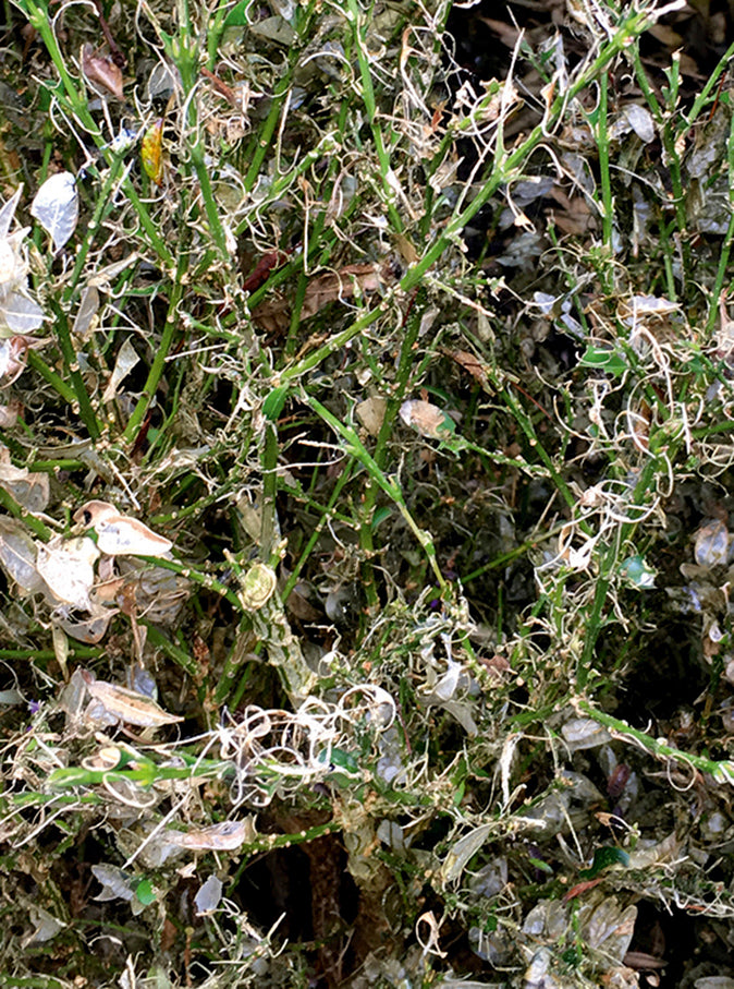 TOPBUXUS Anti Caterpillar US