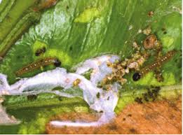 TOPBUXUS Anti Caterpillar US