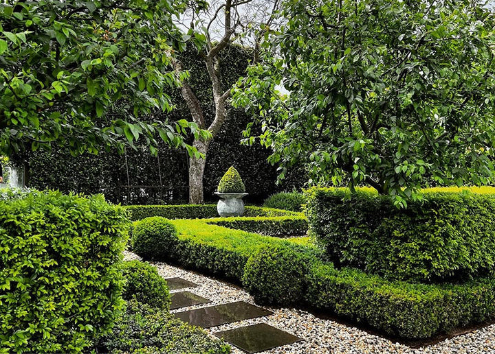 The Secret to Healthier, Greener Boxwood