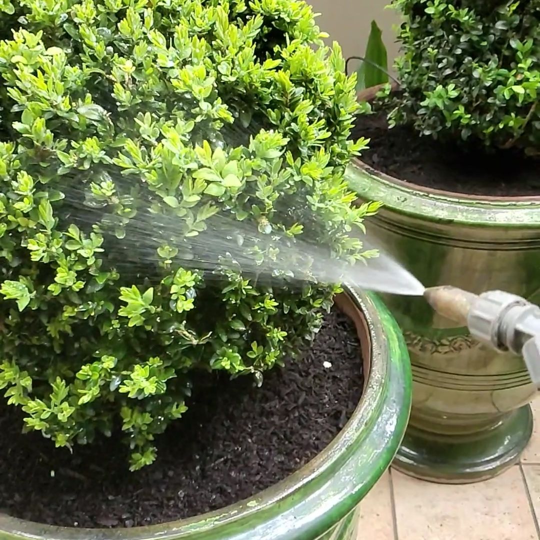 TOPBUXUS RESTORE & PROTECT 40 Applications