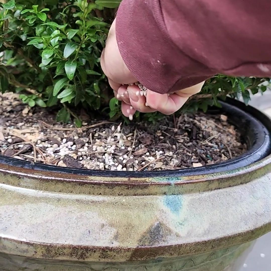 TOPBUXUS BOXWOOD TURBO GROW 1lb