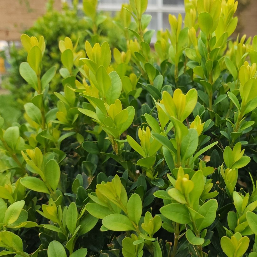 TOPBUXUS RESTORE & PROTECT 800 Applications
