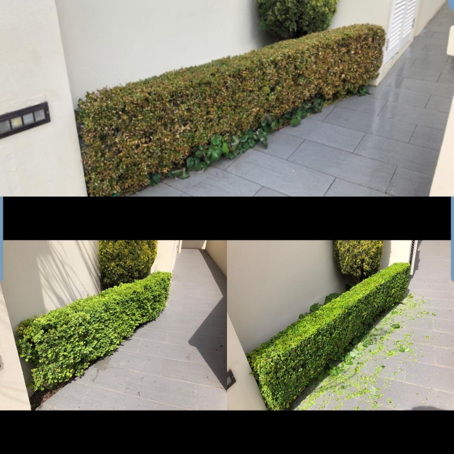 TOPBUXUS RESTORE & PROTECT 800 Applications