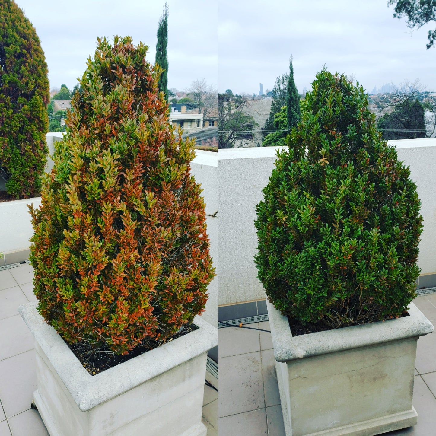 TOPBUXUS BOXWOOD TURBO GROW 1lb