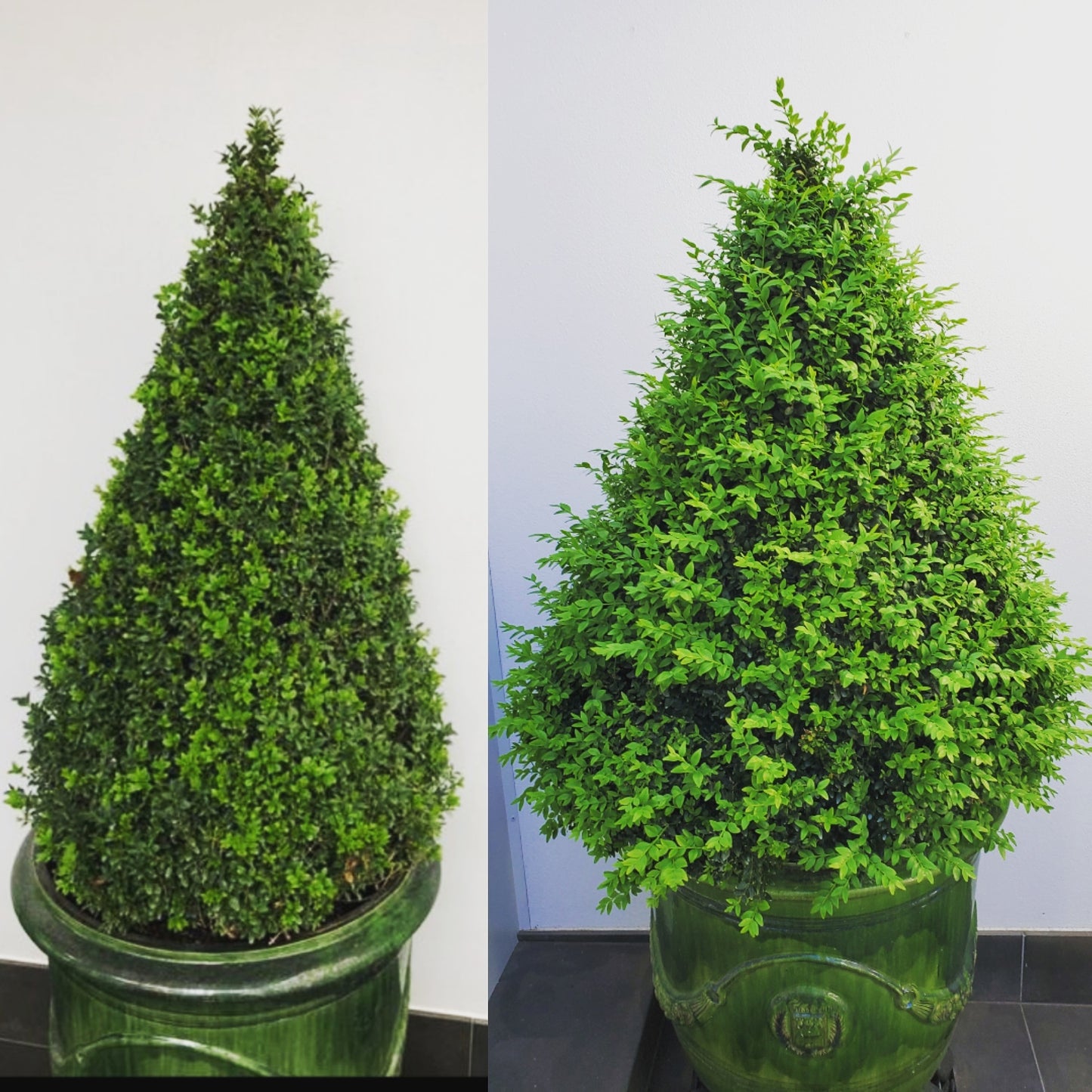 TOPBUXUS BOXWOOD TURBO GROW 1lb
