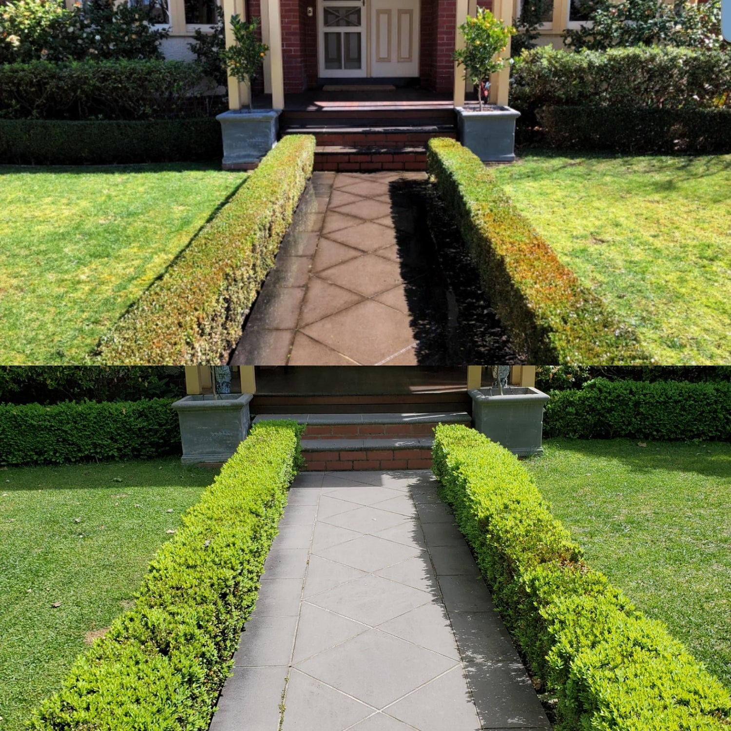 TOPBUXUS RESTORE &amp; PROTECT 40 Applications