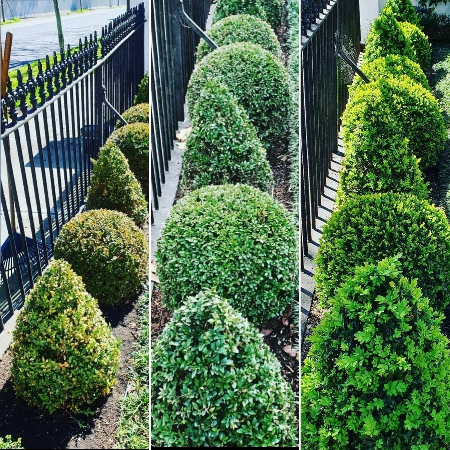 TOPBUXUS BOXWOOD TURBO GROW 45lbs